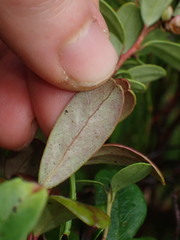 Exobasidium vaccinii