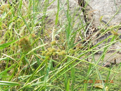 Cyperus difformis