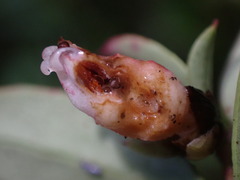 Exobasidium vaccinii