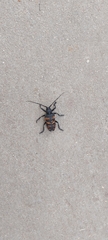 Ceroplesis capensis