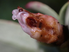 Exobasidium vaccinii