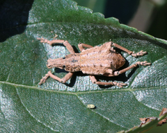 Leptopius tuberculatus