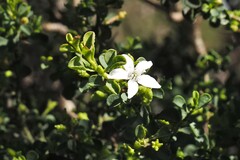 Philotheca verrucosa