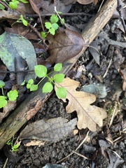 Stellaria media