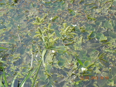 Cyperus glomeratus