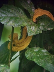 Bothriechis schlegelii