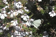 Prostanthera arapilensis