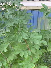 Fraxinus excelsior