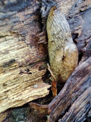 Deroceras reticulatum