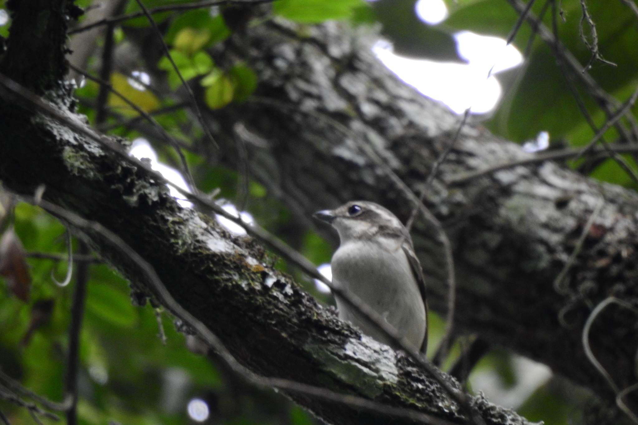 Pied Shrike-babbler