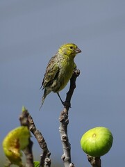 Serinus canaria canaria