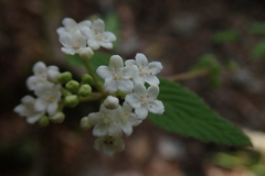 Viburnum erosum