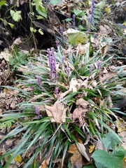 Liriope