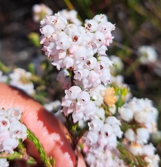 Erica verecunda