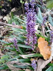 Liriope