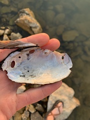 Uniomerus tetralasmus