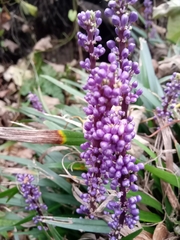 Liriope