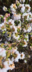 Erica verecunda