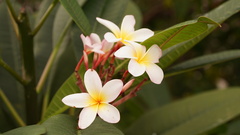 Plumeria rubra