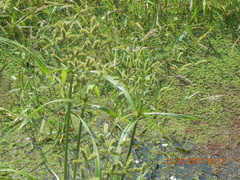 Cyperus glomeratus
