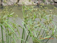 Cyperus glomeratus