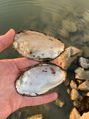 Uniomerus tetralasmus