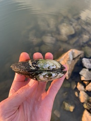 Uniomerus tetralasmus