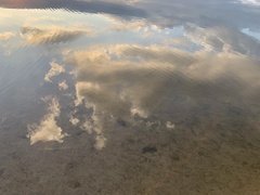 Uniomerus tetralasmus