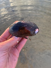 Uniomerus tetralasmus