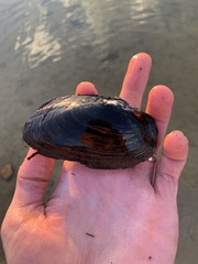 Uniomerus tetralasmus