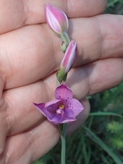 Thelymitra juncifolia