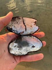 Uniomerus tetralasmus