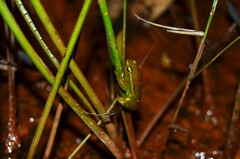 Sphaenorhynchus canga