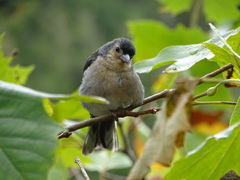Fringilla coelebs maderensis