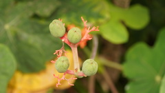 Jatropha podagrica