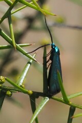 Pollanisus viridipulverulenta