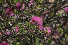 Melaleuca wilsonii