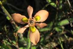 Moraea papilionacea