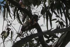 Colluricincla harmonica