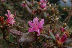 Rhododendron rubropilosum