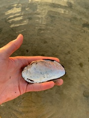 Uniomerus tetralasmus