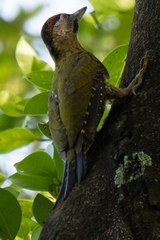 Picus vittatus