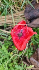 Papaver rhoeas