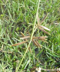 Cyperus iria