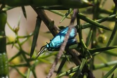 Pollanisus viridipulverulenta