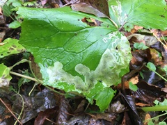 Phytomyza tussilaginis