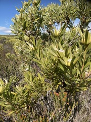 Leucadendron meridianum