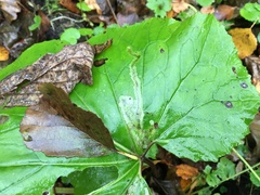 Phytomyza tussilaginis