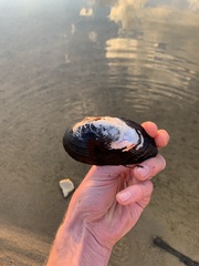 Uniomerus tetralasmus