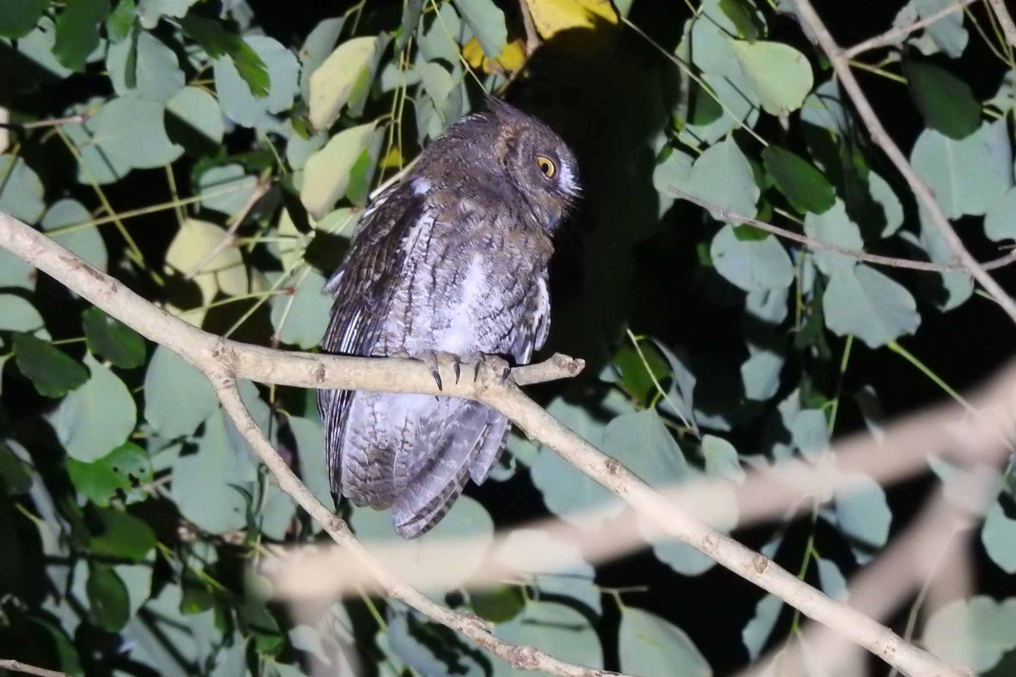 Rinjani Scops Owl (Otus jolandae), photo 8